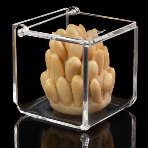Boîte Plexi individuelle – Image 10