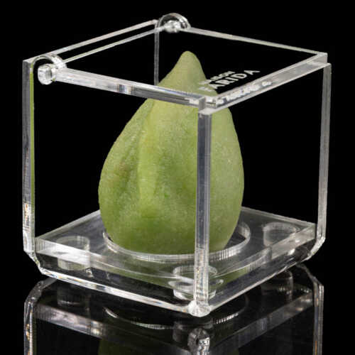 Boîte Plexi individuelle – Image 13